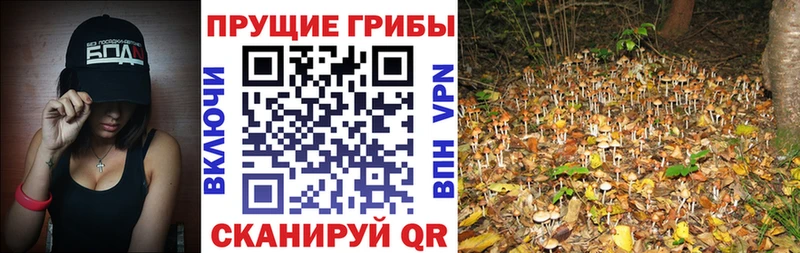 Псилоцибиновые грибы Magic Shrooms  Людиново 